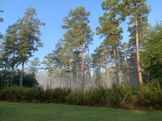 Pine trees in the forest