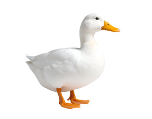 Obraz premium A beautiful white duck with striking orange beak and feet stands calmly, observing its surroundings.