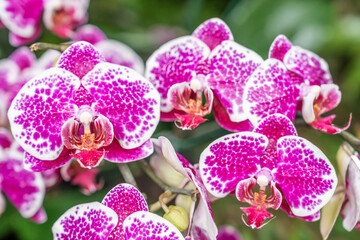 Beautiful pink blooming orchid flowers in macro.