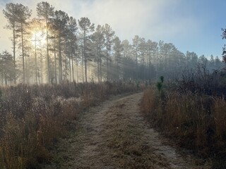 morning in the forest