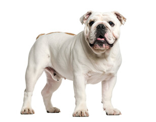 Fototapeta premium An adorable English bulldog poses confidently, highlighting its characteristic wrinkles and friendly gaze.