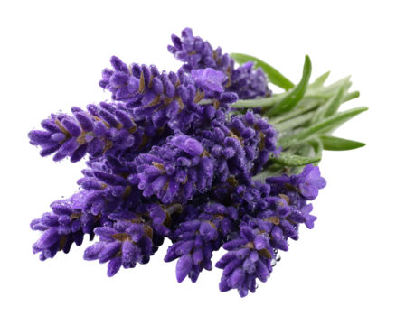 Lavender bouquet nature fresh and vibrant