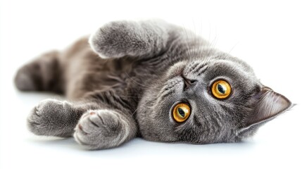 Soft grey kitten lying on its back with bright amber eyes against a white background