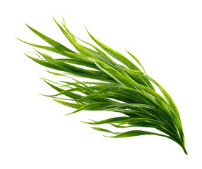 Vibrant green seaweed plant ocean shore nature