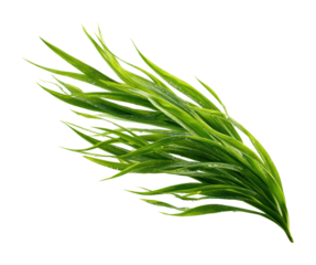 Vibrant green seaweed plant ocean shore nature