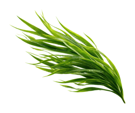 Vibrant green seaweed plant ocean shore nature