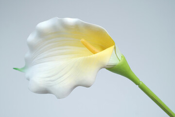 Yellow calla lily withisolated on white background.