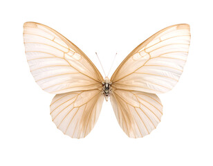 An exquisite pale butterfly showcases its delicate, intricately veined wings in full display.