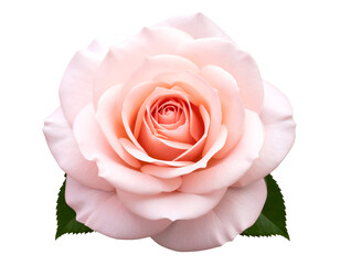 The exquisite beauty of a perfectly bloomed pink rose, highlighting its graceful form and tender hues.