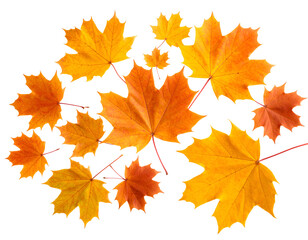 Obraz premium A vibrant collection of orange and yellow maple leaves scattered, symbolizing the rich and warm essence of autumn.