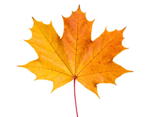 A stunning single maple leaf bursts with warm orange and yellow tones, signaling the arrival of autumn.