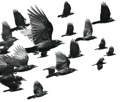 Flocking birds in flight natural scene wildlife sky