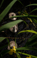 Cute little baby swans