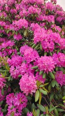 Flowers in Richmond Virginia