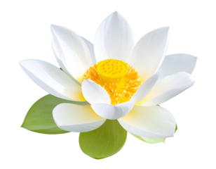 A stunning white lotus bloom gracefully floats, displaying its serene beauty and vibrant heart.
