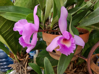 Cattleya labiata, also known as red cattleya or red-lipped cattleya, is the type species of...