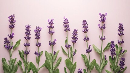 Obraz premium beautiful fresh lavender flowers for aromatherapy and herbal uses