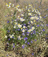 field of flowers