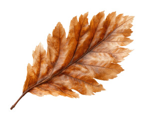 Fallen oak leaf action forest floor nature autumn vibe