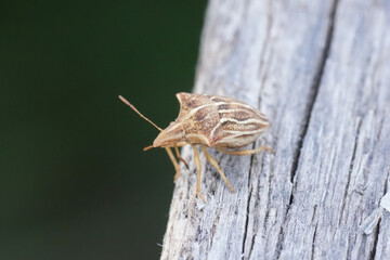 Closeup on a small European pentatomid shield bug,  Ancyrosoma leucogrammes