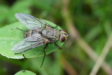Obraz premium Closeup on a grey colored Tachinid fly, Dexia rustica
