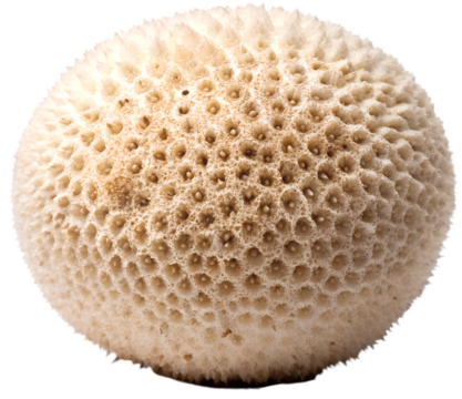 puffball generative ai