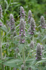Closeup on a group of fluffy purple flowering Downy Woundwort, Stachys germanica