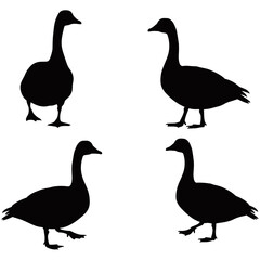 Duck Silhouette Collection, A captivating collection of duck silhouettes in different poses, ready to enhance any creative project. These silhouettes are a perfect blend of simplicity and artistry.