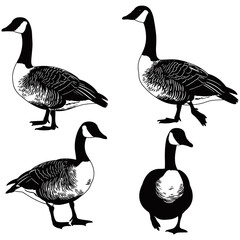 Duck Silhouette Collection, A captivating collection of duck silhouettes in different poses, ready to enhance any creative project. These silhouettes are a perfect blend of simplicity and artistry.