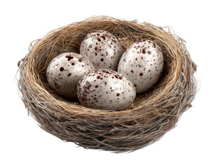 Obraz premium Nesting action bird eggs in nest natural environment