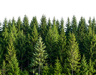 A magnificent array of vibrant green evergreen trees creates a serene and lush forest boundary.