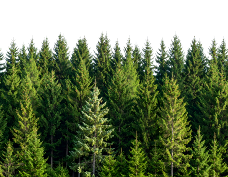 A magnificent array of vibrant green evergreen trees creates a serene and lush forest boundary.