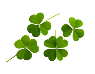 A vibrant display of fresh green clover leaves, including a special four-leaf, symbolizing good fortune.
