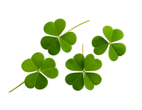 A vibrant display of fresh green clover leaves, including a special four-leaf, symbolizing good fortune. - Powered by Adobe