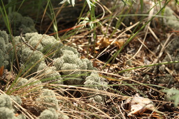 moss on the grass