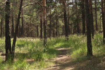 path in the woods