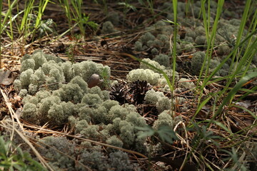 close up of pine cones