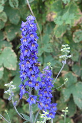 blue and purple