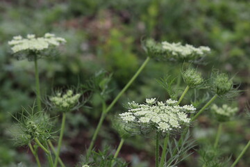 wild flowers in the grass