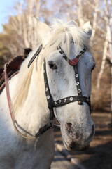 portrait of a horse