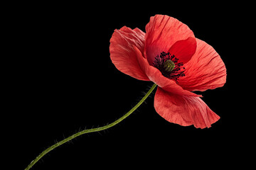 Red Poppy Flower with Stem on Transparent Background &ndash; Dark Centered Bloom for Botanical Designs and Remembrance Themes