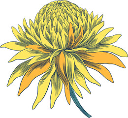 Elements isolated whispers of the Orient asian eastern flower plants botanical petal bud