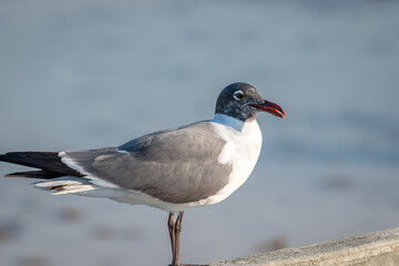 Laughing gull caught laughing