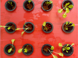 A grid of small, round black net pots, each containing a young green plant, arranged on a vibrant...
