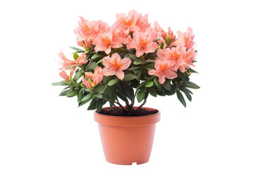 Beautiful Azalea Flower Plant with Orange Pot Clipart PNG Isolated