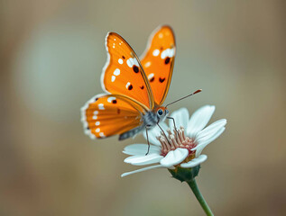 Obraz premium Macro Close-Up of Vibrant Butterfly Perched on Blooming Flower | AI-Generated Nature Wildlife Photography