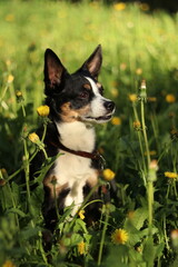 border collie puppy