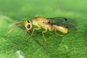 Megastigmus spermotrophus is a species of minute wasps called douglas fir seed chalcid or douglas fir seed fly. An insect that develops in a seed.