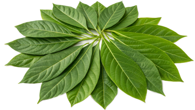 Bai Maenglak (Lemon Basil), isolated transparent background