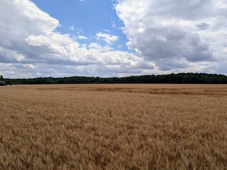 Wheat field in Tart, Burgundy, France - June 2025
